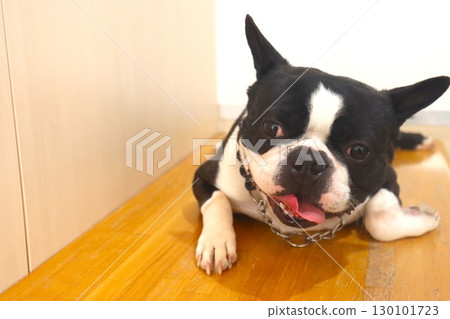 Mighty the Boston Terrier lies down on the bench and gazes cutely. Mighty the Boston Terrier lies down on the bench and gazes cutely. 130101723