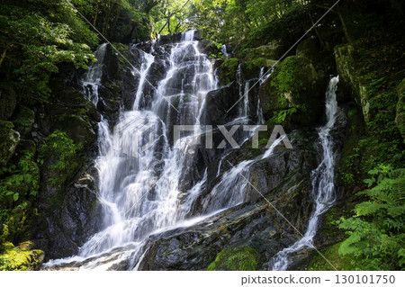 Beautiful Shiraito Waterfall, a popular tourist spot in Itoshima (Itoshima City, Fukuoka Prefecture) 130101750