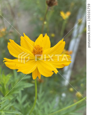 花 130101759