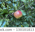 Red ripe apple on tree branch among leaves close up against blue sky, harvest time concept, summer natural background, fruit in apple tree in garden outside of house side view, selective focus 130101813