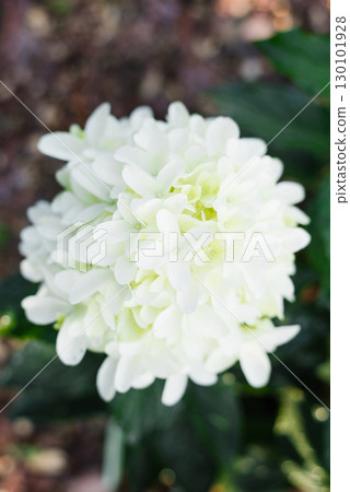 Skyfall Hydrangea White Petals Against Summer Greenery Skyfall Hydrangea White Petals Against Summer Greenery 130101928