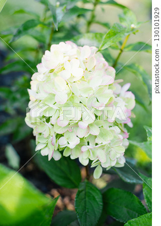 Bonfaire Panicle Hydrangea with Blush Highlights Bonfaire Panicle Hydrangea with Blush Highlights 130101929
