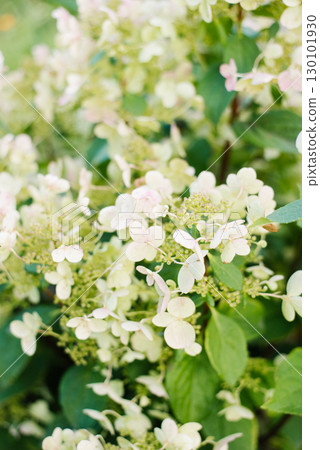 White blooming panicle hydrangea Wim's Red in summer garden 130101930