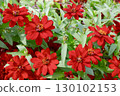 紅花	 130102153