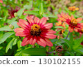 紅花	 130102155