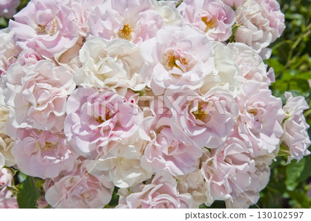 Pink and white roses are in bloom in the rose garden. The name of this rose is Cerezo. Pink and white roses are in bloom in the rose garden. The name of this rose is Cerezo. 130102597