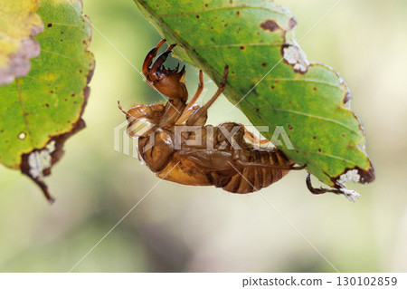 Cicada shell 130102859
