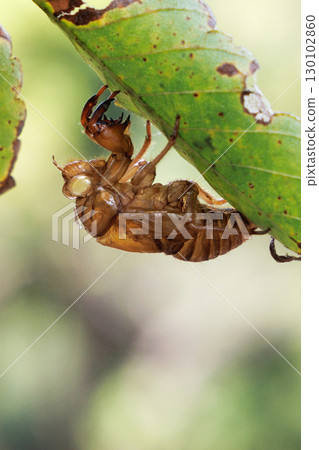 Cicada shell 130102860