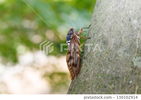 Abra Zemi stopping in a tree 130102914