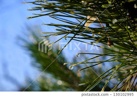 Pine Needles with Water Droplets Against Blue Sky Pine Needles with Water Droplets Against Blue Sky 130102995