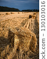 Golden Straw Bales on Harvested Field at Sunset 130103016