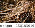 Ripe Wheat Ears in a Harvest Field Close-Up 130103019