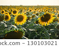 Sunflower Field at Sunset 130103021