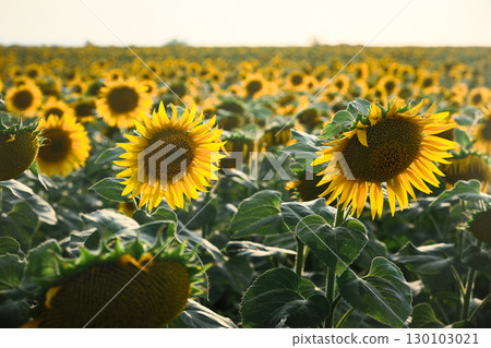 Sunflower Field at Sunset 130103021