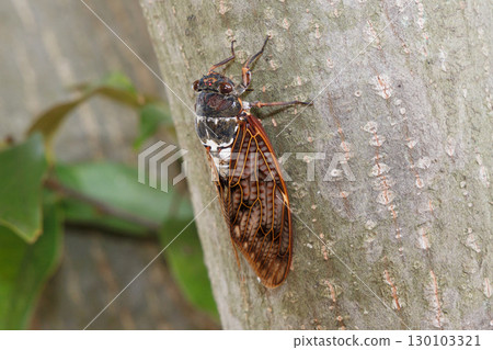 Abra Zemi停在樹上 130103321