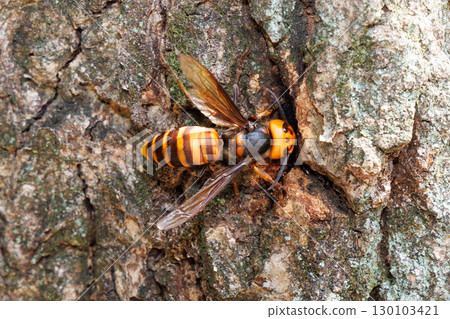 批發吮吸汁液 批發吮吸汁液 130103421