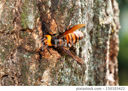 Wholesale sucking sap 130103422