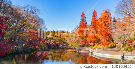 Inokashira Park Autumn foliage scenery Metasequoia 130103435