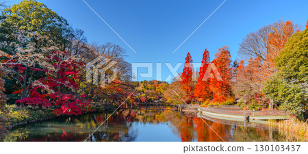 Inokashira Park Autumn foliage scenery Metasequoia 130103437