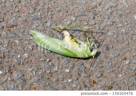 The corpse of a false mountain kudamaki The corpse of a false mountain kudamaki 130103478