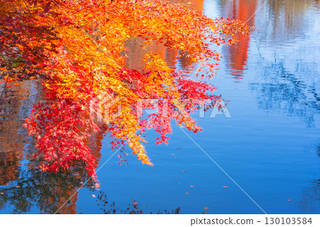 Kichijoji Inokashira Park Autumn foliage scenery 130103584