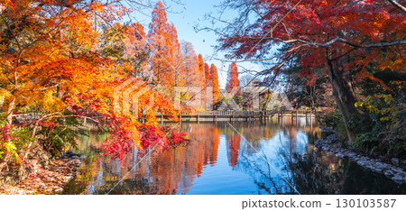 Kichijoji Inokashira Park Autumn foliage scenery Kichijoji Inokashira Park Autumn foliage scenery 130103587