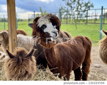 brown alpaca walks on a farm on a summer day. High quality photo 130103594