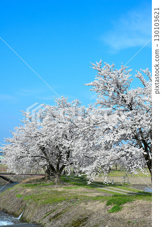 Cherry blossom trees along the Jinguji River (Niigata Prefecture) 130103621