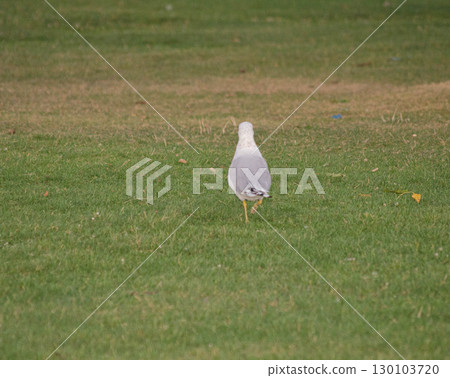 Seagull Walking on Open Grass 130103720