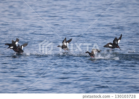 天鵝絨昆西 130103728