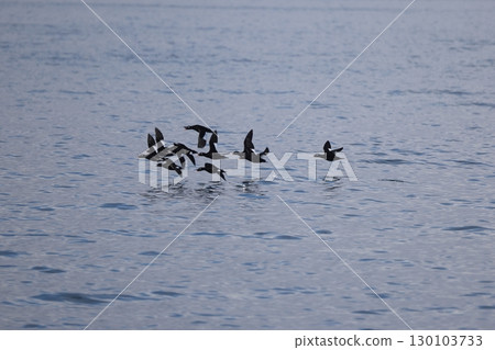 Velvet Quincy 130103733