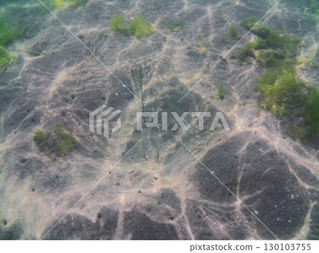 Can you spot the stingray hiding on the seabed at Yokohama Marine Park? 130103755