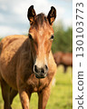 portrait of bay sportive foal grazing  at pasture. sunny summer day. 130103773