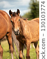 portrait of bay sportive foal grazing  at pasture with mom. sunny summer day. 130103774