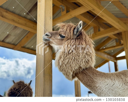 The most beautiful alpaca on the farm on a summer day. High quality photo 130103838