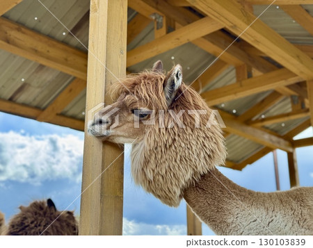 The most beautiful alpaca on the farm on a summer day. High quality photo 130103839
