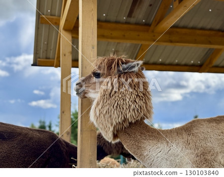 The most beautiful alpaca on the farm on a summer day. High quality photo 130103840