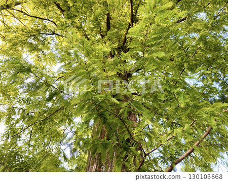 I look up to the forest of fresh green 130103868