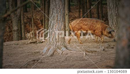 Mangalica Pig roaming freely among towering trees in the woods 130104089