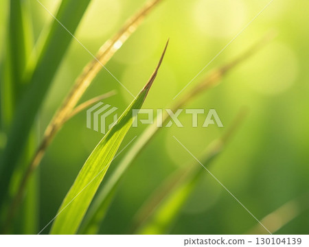 Close-up Fresh Green Grass Blade in Sunlight Macro Image 130104139