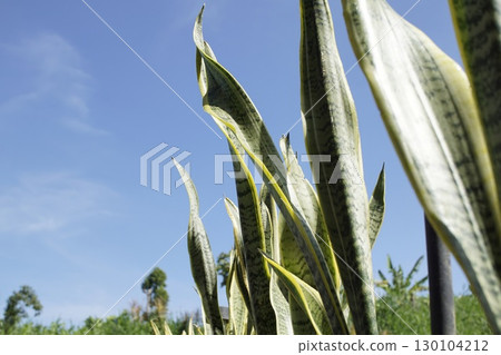 Low Angle Shot of Snake Plants Against Blue Sky Vertical Garden View 130104212