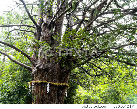 The sacred tree of Kumano Hayatama Taisha Shrine, a giant Nagi tree 130104217