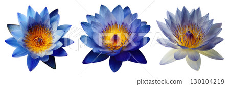 Set of beautiful blue lotus flowers isolated on transparent background 130104219
