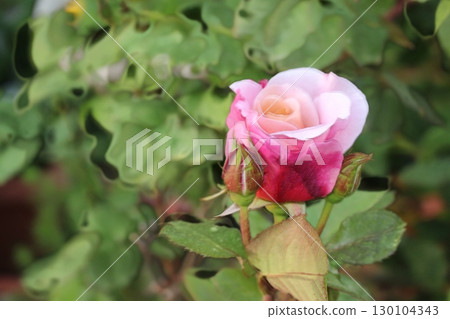 Rose flowers, pale red and white @ my garden 130104343