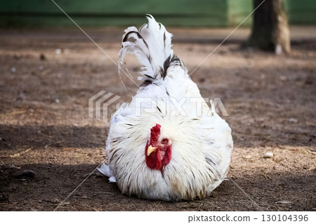 Resting Rooster. A fluffy white rooster sits on the ground 130104396