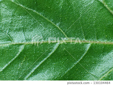 Close up of a green leaf showcasing intricate details 130104464
