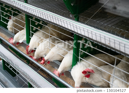 Chickens feeding in a poultry farm enclosure. 130104527