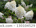 Person gently touches blooming white hydrangea flowers in a lush garden during a sunny day 130104529