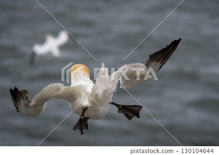 Northern Gannet flying away above sea at Bempton cliffs in Yorkshire 130104644