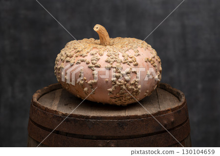 Galeux d Eysines Pumpkin on Wooden Barrel Galeux d Eysines Pumpkin on Wooden Barrel 130104659